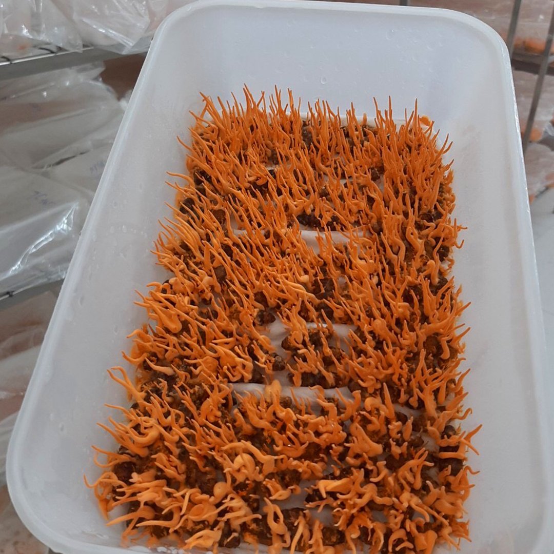 Đông trùng hạ thảo nguyên con tươi